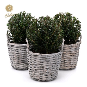Ilex crenata 'Jenny'® Ball Ø20cm P17 in Basket