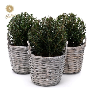 Ilex crenata 'Jenny'® Ball Ø20cm P17 in Basket
