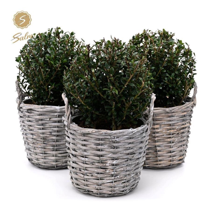 <h4>Ilex crenata 'Jenny'® Ball Ø20cm P17 in Basket</h4>