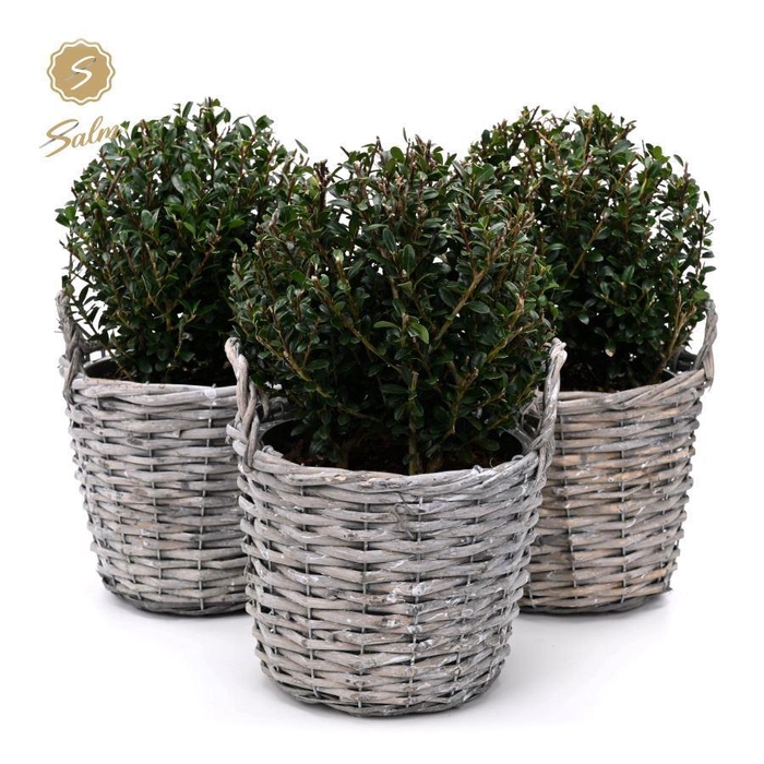 <h4>Ilex crenata 'Jenny'® Ball Ø20cm P17 in Basket</h4>