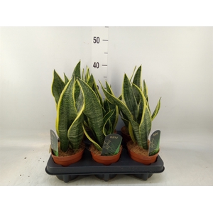 Sansevieria trifa. 'Futura Superba'