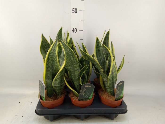 <h4>Sansevieria trifa. 'Futura Superba'</h4>