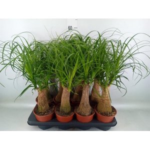 Beaucarnea recurvata