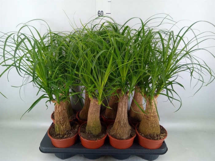 <h4>Beaucarnea recurvata</h4>