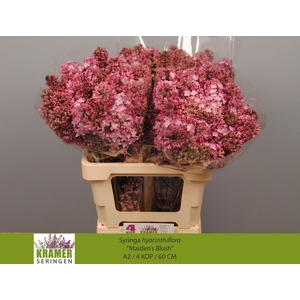 SYR HY MAIDENS BLUSH