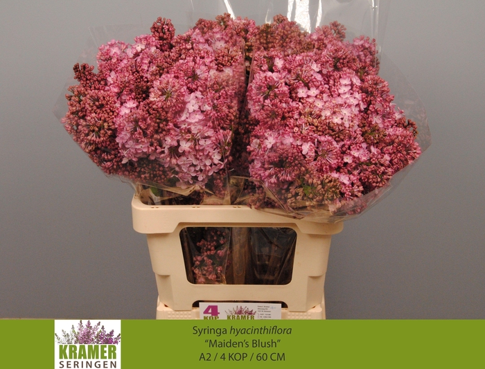 <h4>SYR HY MAIDENS BLUSH</h4>