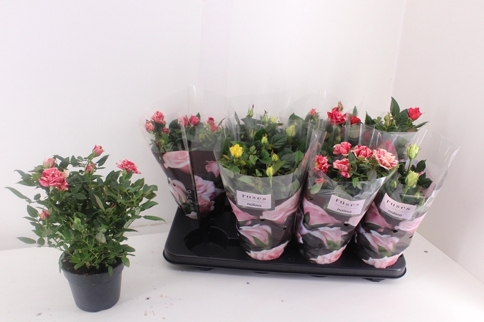 arr8 Ro Pat-hit Gem 4 Srt