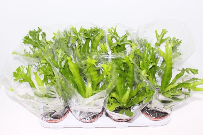 ASPLENIUM CRISSIE P14