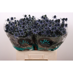 ERYN PERSEUS QUESTAR