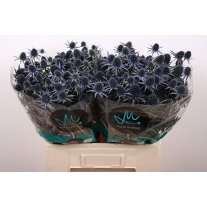 ERYN PERSEUS QUESTAR