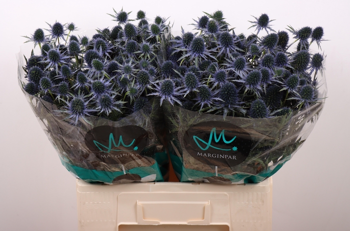 <h4>ERYN PERSEUS QUESTAR</h4>