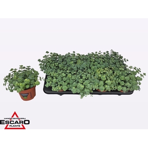 SEDUM SI MEDIOVARIEG