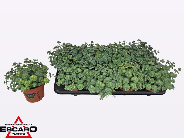 <h4>SEDUM SI MEDIOVARIEG</h4>