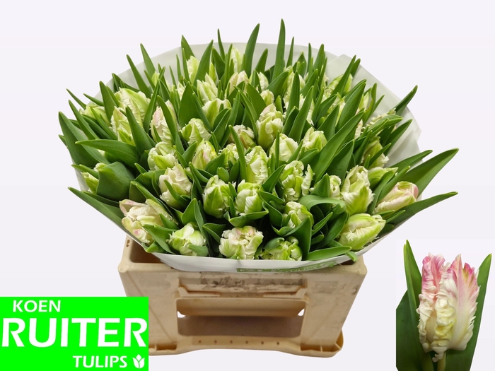 <h4>TU PA CABANNA</h4>