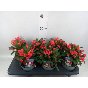 Euphorbia milii 'Maxi Olympia'