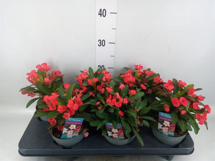 <h4>Euphorbia milii 'Maxi Olympia'</h4>