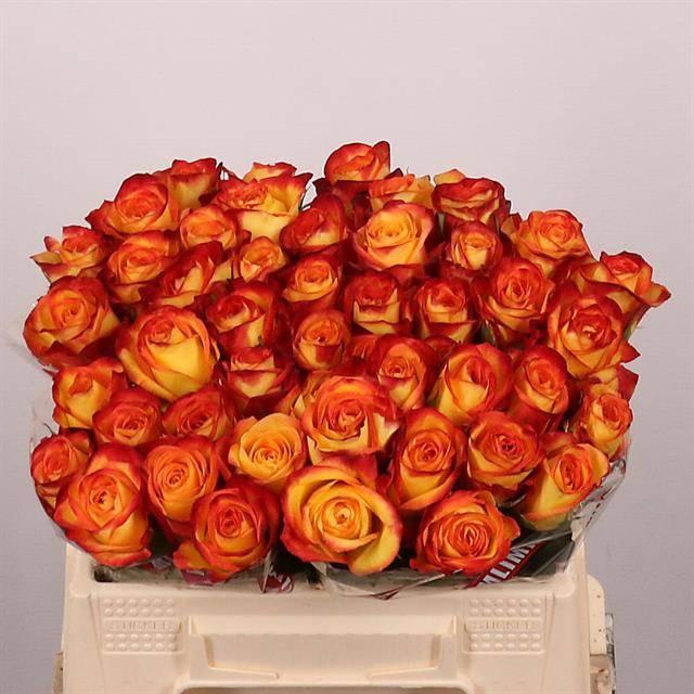 <h4>R GR FIREFOX</h4>