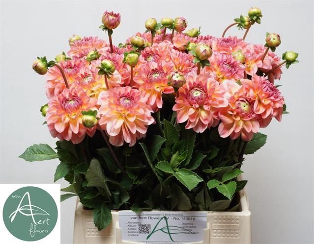 <h4>Dahlia Sebastian</h4>