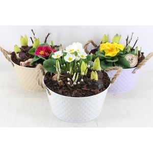 arr4 Primula PL - Zink colour mix x4