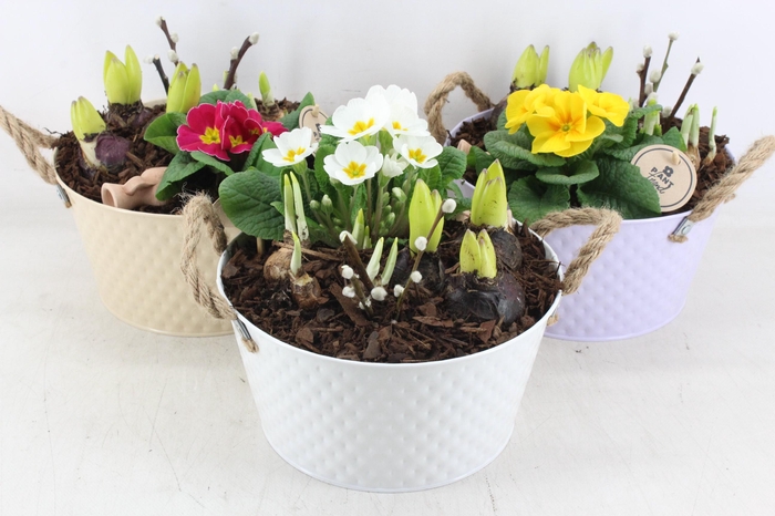 <h4>arr4 Primula PL - Zink colour mix x4</h4>