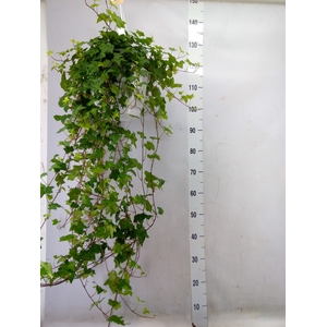 Hedera helix 'Pittsburgh'