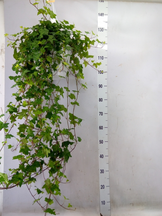 <h4>Hedera helix 'Pittsburgh'</h4>