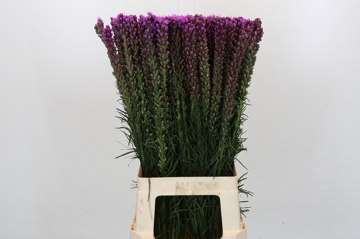 Liatris Spicata