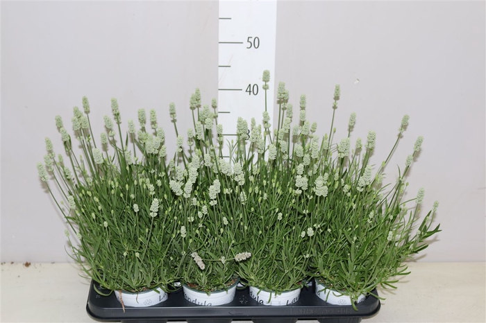 <h4>Lavandula An Edelweiss</h4>