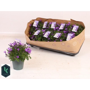 Camp Portenschlagian Blue