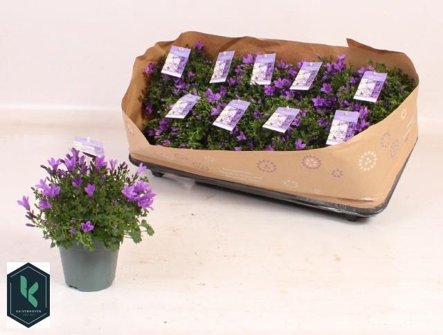 <h4>Camp Portenschlagian Blue</h4>