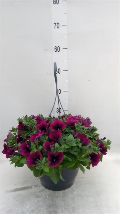<h4>Petunia   ...</h4>