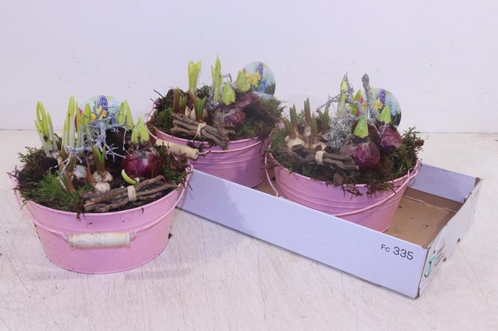 <h4>ARR BOL KNOLGEWAS</h4>