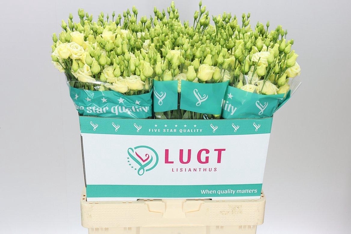 <h4>Eust Du Rosita Yellow</h4>