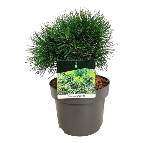 <h4>Pinus mugo 'Varella'</h4>