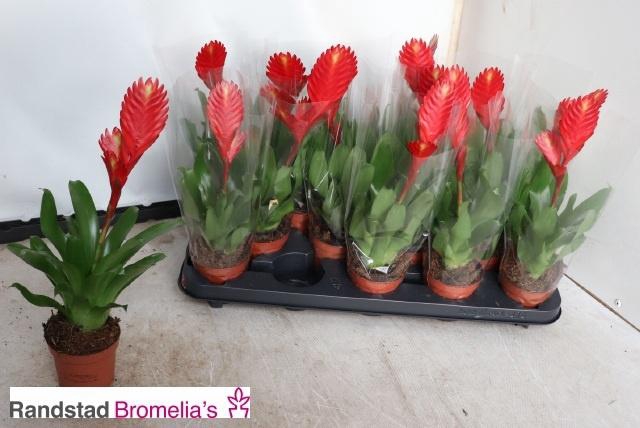 <h4>VRIES CHRISTIANE</h4>