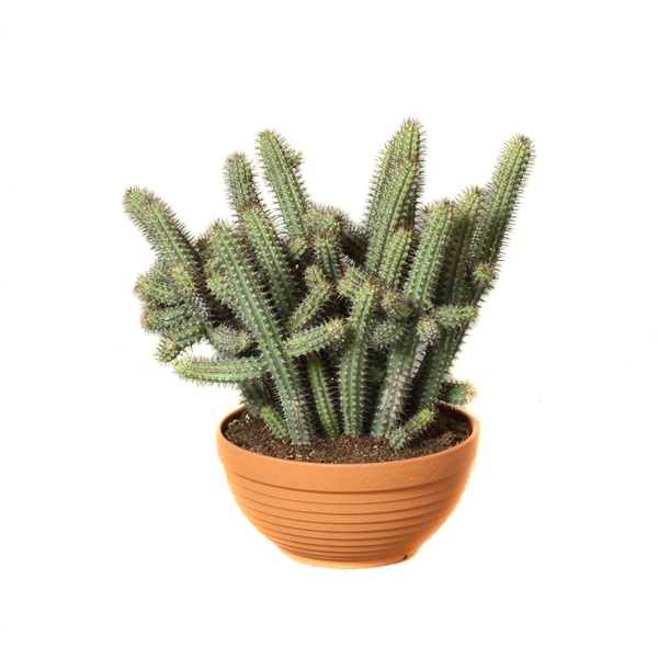 <h4>Euphorbia baioensis schaal 20 cm</h4>