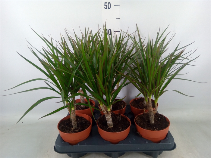 <h4>Dracaena marg.</h4>