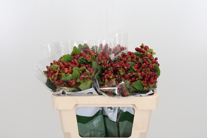 <h4>Hyp Mag Seasons</h4>