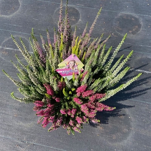 Calluna Beauty Ladies High Five