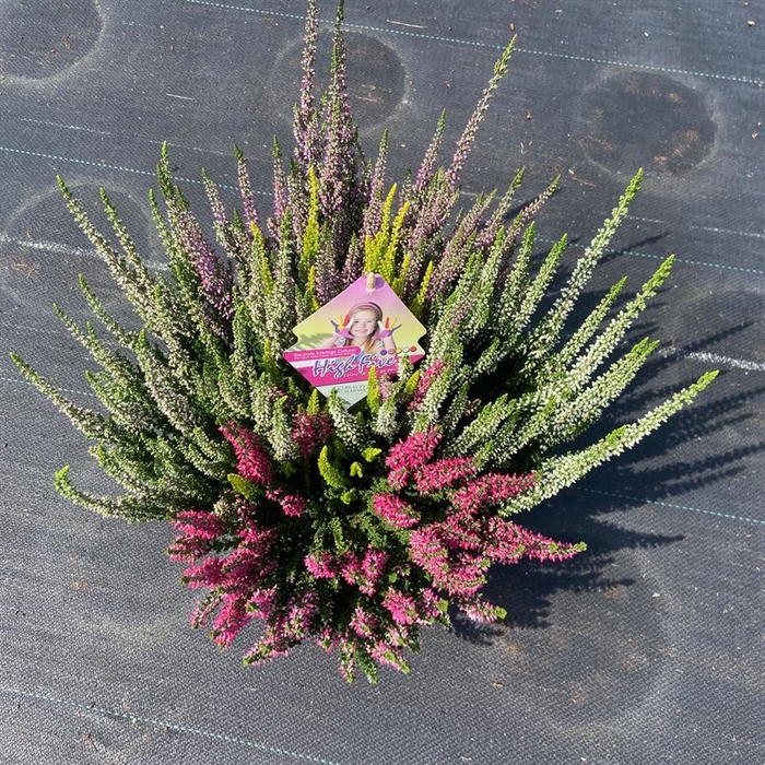 <h4>Calluna Beauty Ladies High Five</h4>