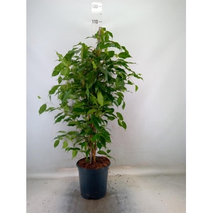 Ficus benja. 'Exotica'