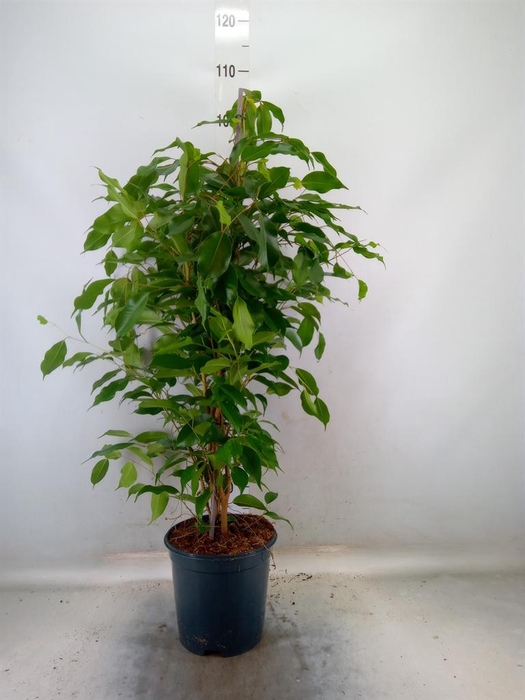 <h4>Ficus benja. 'Exotica'</h4>