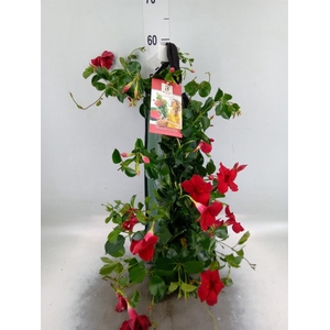 Mandevilla am. 'Diaman Topaze Ver'