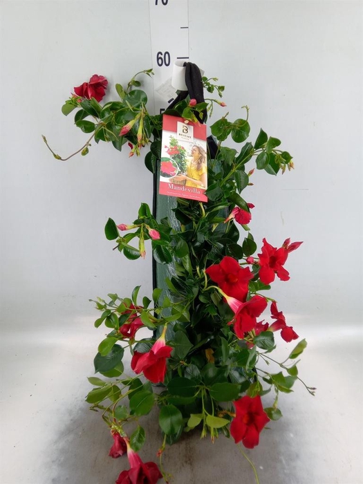 <h4>Mandevilla am. 'Diaman Topaze Ver'</h4>