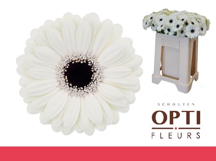 <h4>Germini Olaf Water</h4>