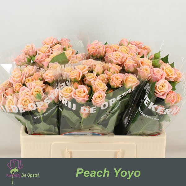 <h4>R Tr Peach Yo-Yo Opstal</h4>