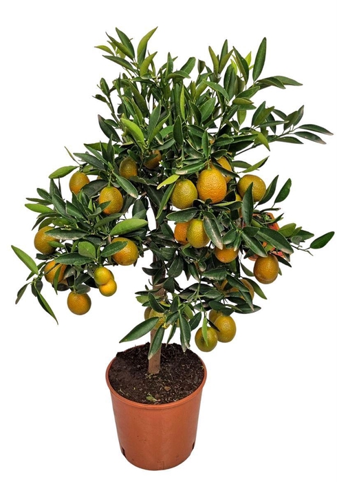 <h4>Citrus Kucle Stem</h4>