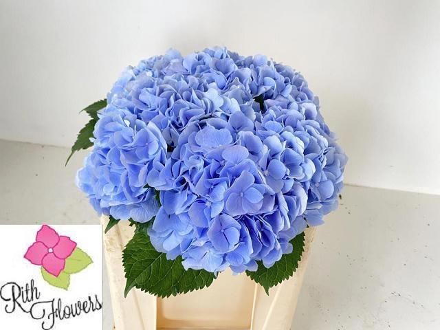 <h4>HYDR M ROYAL GRANDEU</h4>