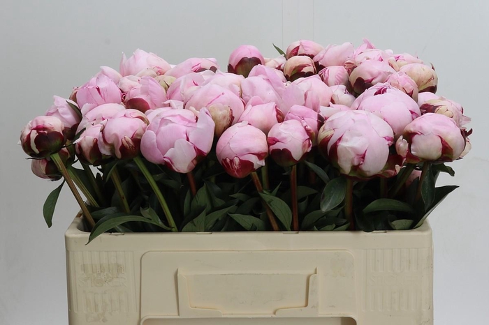 <h4>Paeonia Lact. Reine Hortense</h4>