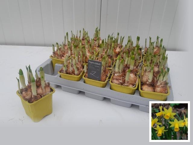 <h4>NARC O TETE A TETE</h4>